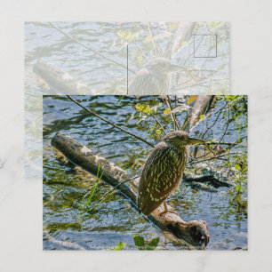 Cartão Postal Night Heron jv