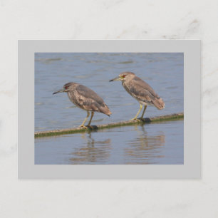 Cartão Postal Night Herons