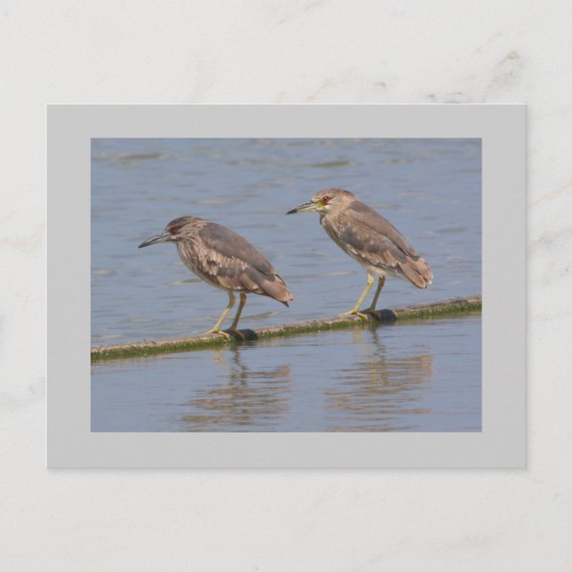 Cartão Postal Night Herons (Frente)