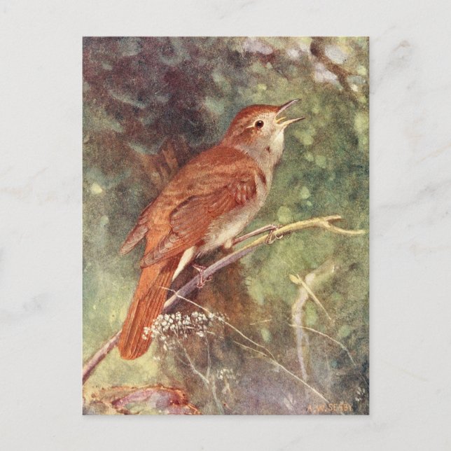Cartão Postal Nightingale Singing (Frente)
