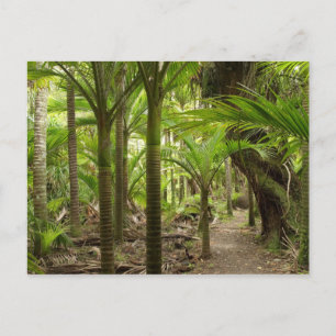Cartão Postal Nikau Palms, Heaphy Track, near Karamea,