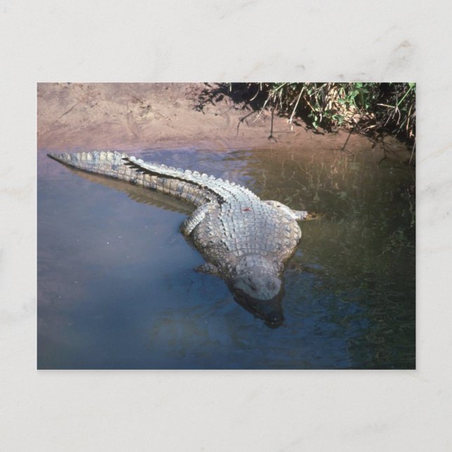 Cartão Postal Nile Crocodilo (Frente)