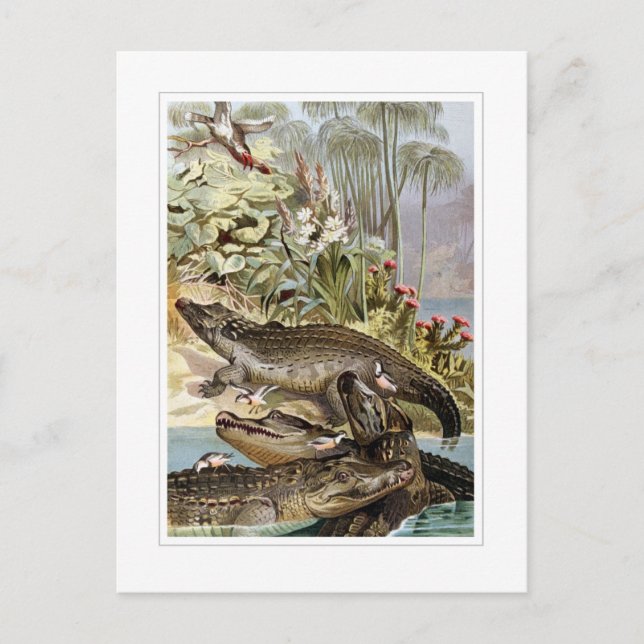 Cartão Postal Nile Crocodilo (Frente)