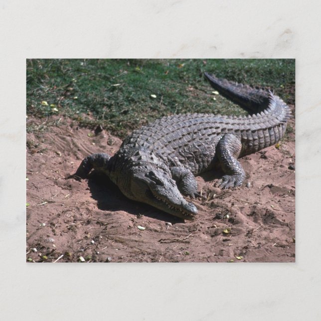Cartão Postal Nile Crocodilo (Frente)