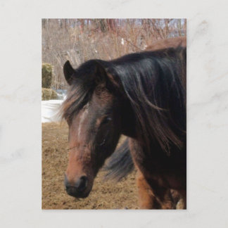 Cartão Postal Ninapretência