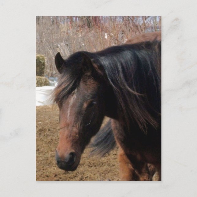 Cartão Postal Ninapretência (Frente)