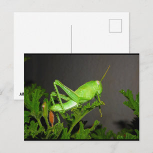 Cartão Postal Ninfa de Gafanhoto Egípcio em Planta de Citronela