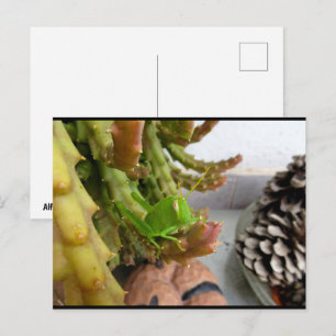 Cartão Postal Ninfa de gafanhoto egípcio na planta de cacto carn