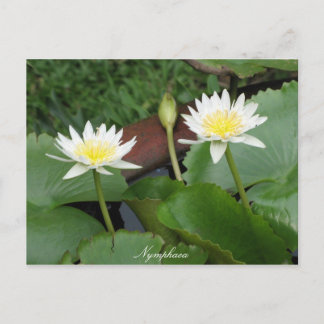 Cartão Postal Ninfhaea Flower Waterlily