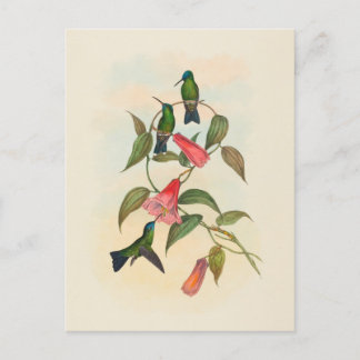 Cartão Postal Ninfoma de Madeira de Gould | John Gould