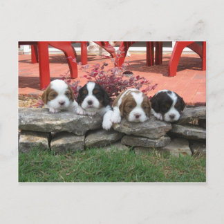 Cartão Postal Ninhada de Cavalier King Charles Spaniel