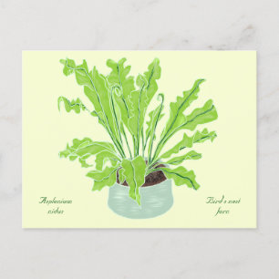 Cartão Postal Ninho de Asplenium Bird - desenhando em amarelo. 