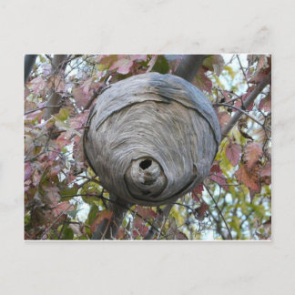 Cartão Postal ninho de vespa