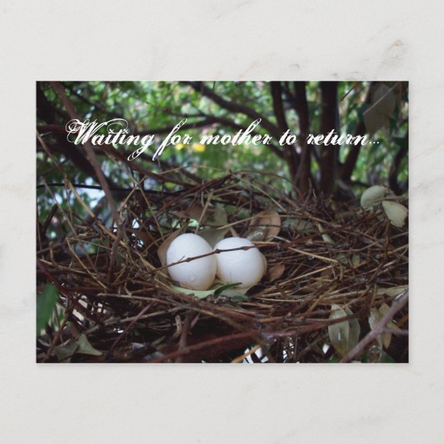 Cartão Postal Ninho só dos pássaros (Frente)