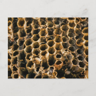 Cartão Postal Ninho vazio