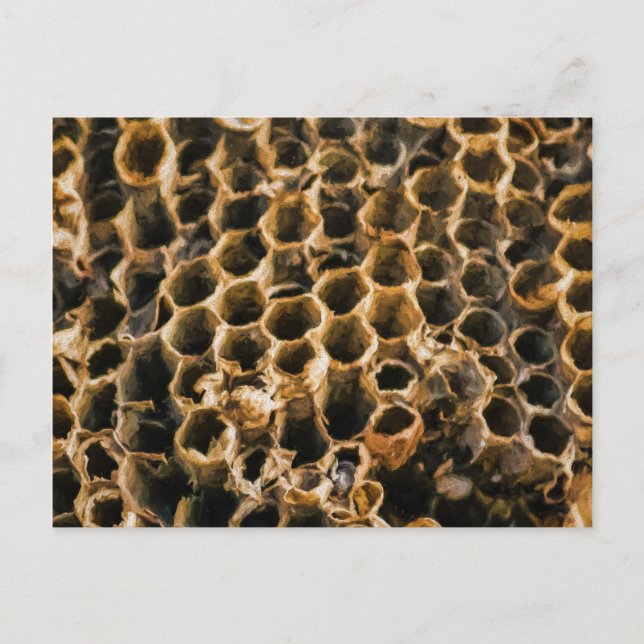 Cartão Postal Ninho vazio (Frente)