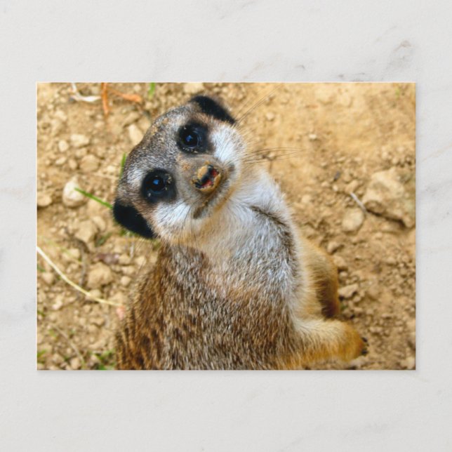 Cartão Postal Niro-Erdmännchen (Frente)