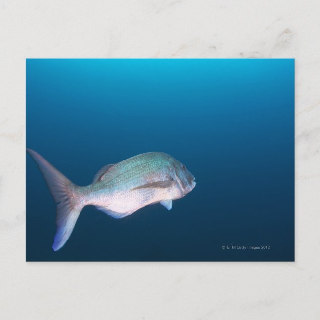 Cartão Postal Nishiizumachi, Prefeitura de Shizuoka, Japão (Frente)