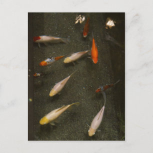 Cartão postal Nishikigoi (Peixe Koi)