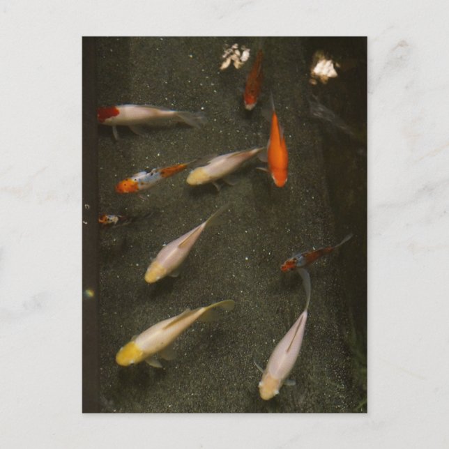 Cartão postal Nishikigoi (Peixe Koi) (Frente)