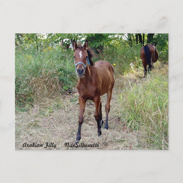 Cartão Postal NiteSilhouette (Frente)