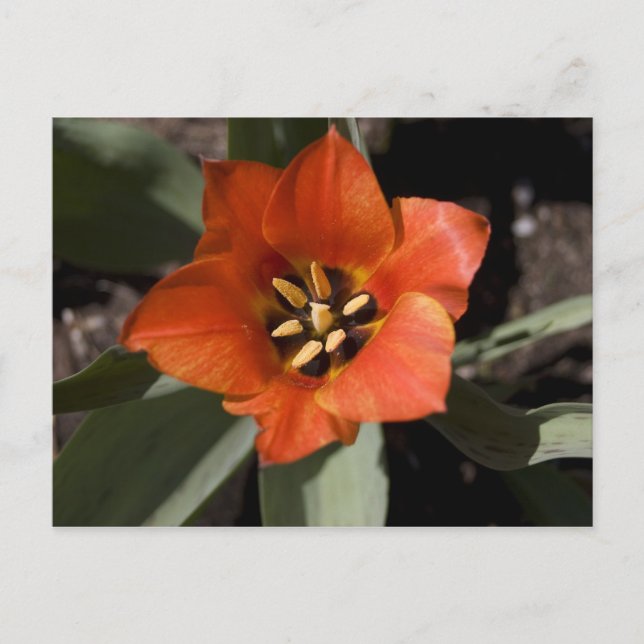 Cartão Postal No Bloom de Cheio (Frente)