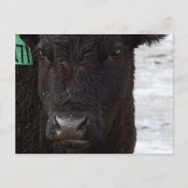 Cartão postal 'No Bull' (Frente)
