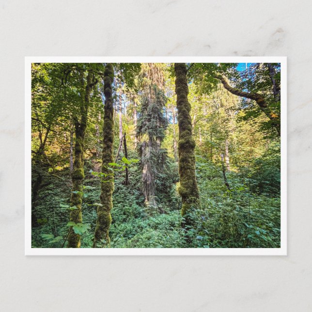 Cartão Postal No caminho (Frente)