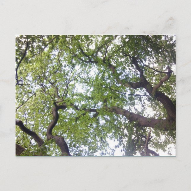 Cartão Postal No Cartão-postal de Foto do Canopy da Árvore (Frente)