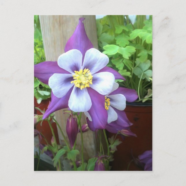 Cartão Postal No Cartão-Postal Do Posto (Frente)