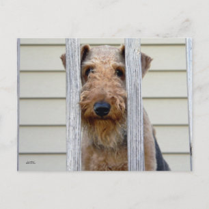 Cartão Postal "No Doghouse"