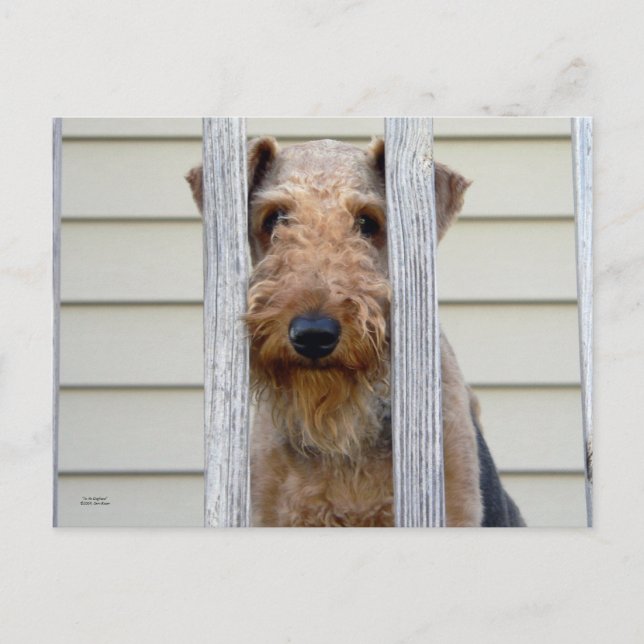 Cartão Postal "No Doghouse" (Frente)