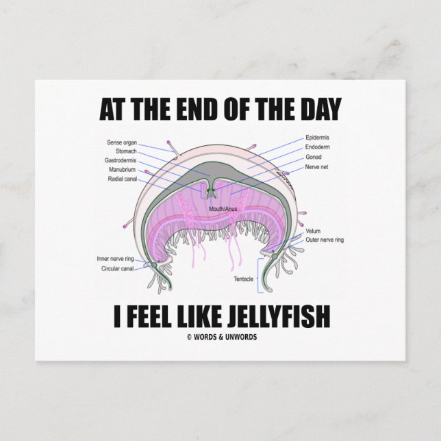 Cartão Postal No Fim Do Dia Eu Me Sinto Como Água-Viva (Frente)