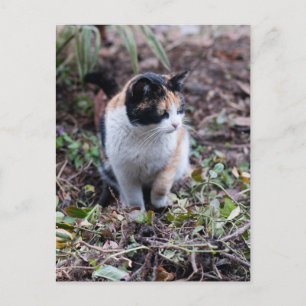 Cartão Postal No jardim - Cartão-postal