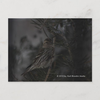 Cartão Postal No pinheiro
