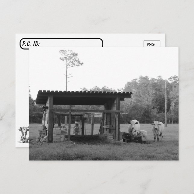 Cartão Postal No Ranch - - Vacas - Preto e Branco (Frente/Verso)