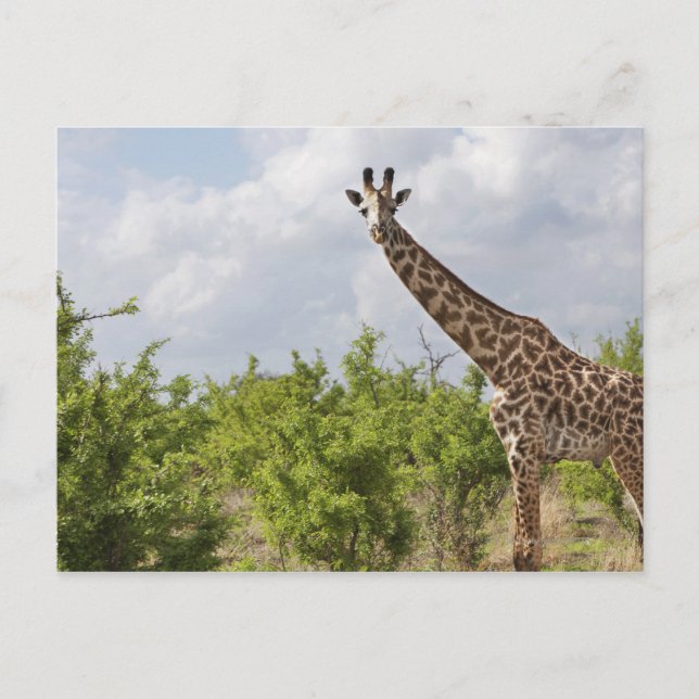 Cartão Postal No safari na Tanzânia, África. 2 (Frente)