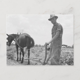 Cartão Postal No trabalho no algodão
