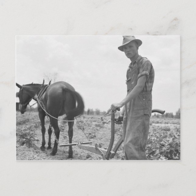 Cartão Postal No trabalho no algodão (Frente)