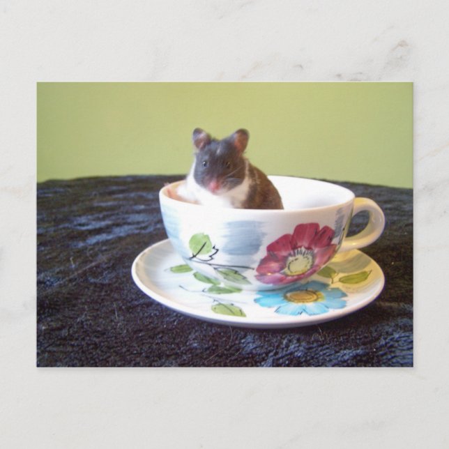 Cartão postal noah 2 (Frente)