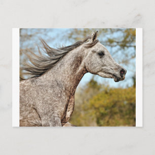 Cartão Postal Nobre e Orgulhoso