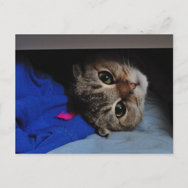 Cartão Postal Nodle o gato na gaveta (Frente)