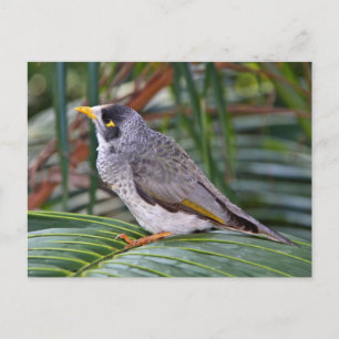 Cartão Postal Noisy Miner Bird, Adelaide, Austrália