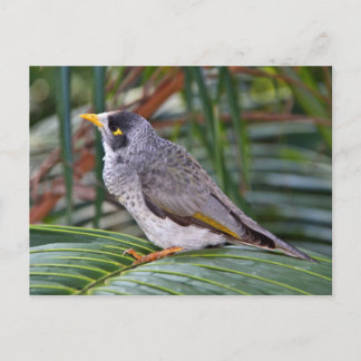 Cartão Postal Noisy Miner Bird, Adelaide, Austrália