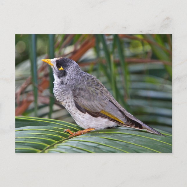 Cartão Postal Noisy Miner Bird, Adelaide, Austrália (Frente)