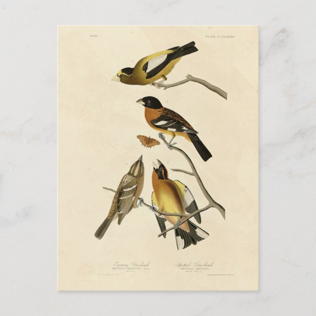 Cartão Postal Noite, Aves de Grosbeak Audubon da América (Frente)