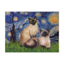 Noite Estrelada - Dois gatos siameses (Choc Pt)