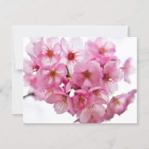 Cartão Postal Noites de Quioto: Lanterna-Lit Sakura
