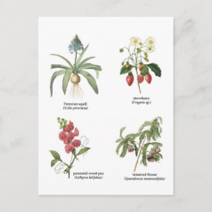 Cartão Postal Nomes de plantas científicas