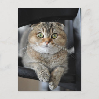 Cartão Postal Noodles